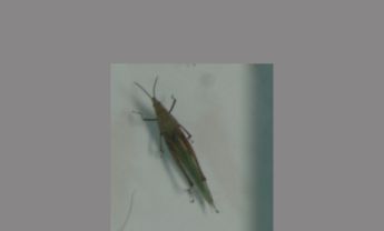 短额负蝗