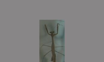 螳螂