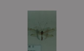 脉翅目蜻蜓
