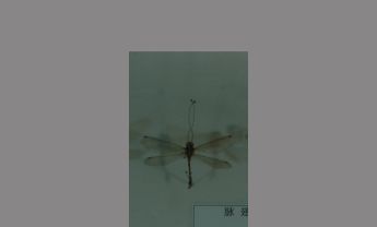 脉翅目蜻蜓