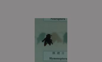 脉翅目蜻蜓