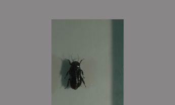 蜚蠊