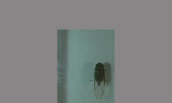 同翅目昆虫