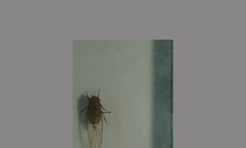 同翅目昆虫