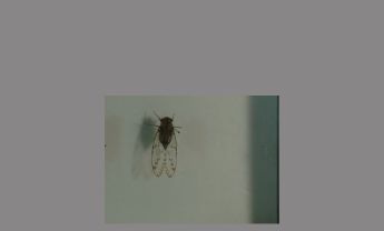 同翅目昆虫