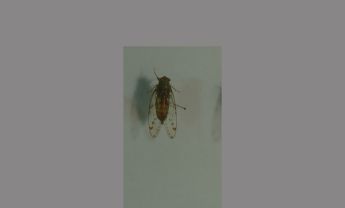 同翅目昆虫