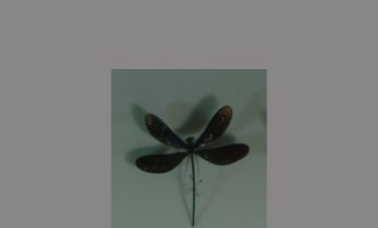 蜻蜓目昆虫