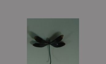 蜻蜓目昆虫