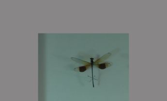 蜻蜓目昆虫