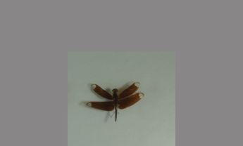 蜻蜓目昆虫
