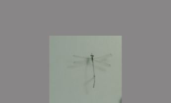 蜻蜓目昆虫
