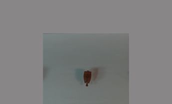 半翅目昆虫