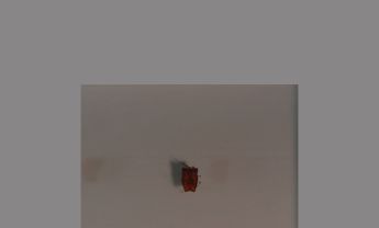 半翅目昆虫