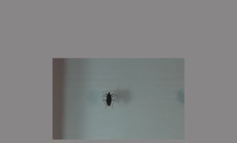 半翅目昆虫