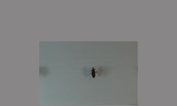 半翅目昆虫
