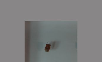 半翅目昆虫