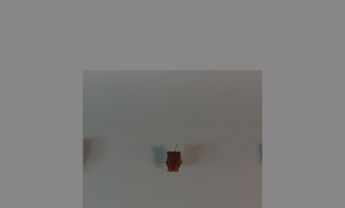 半翅目昆虫