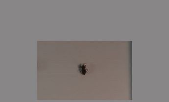 半翅目昆虫