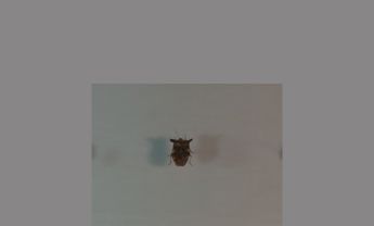 半翅目昆虫