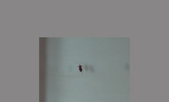 半翅目昆虫