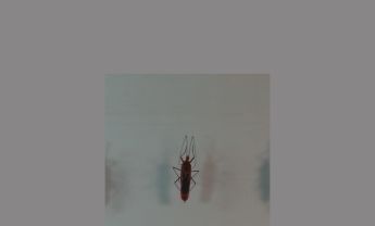 半翅目昆虫