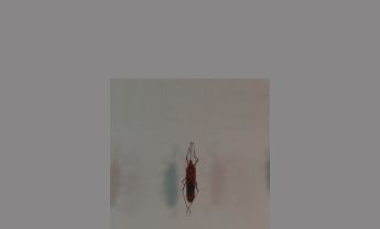 半翅目昆虫