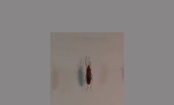 半翅目昆虫