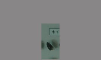 金龟子