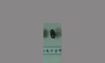 金龟子