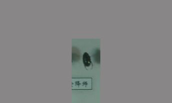金龟子