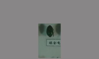 绿金龟