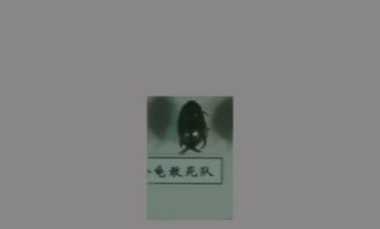 绿金龟