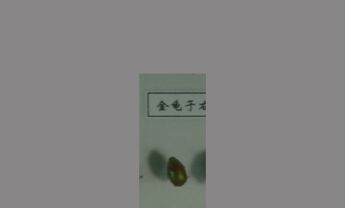 金龟子