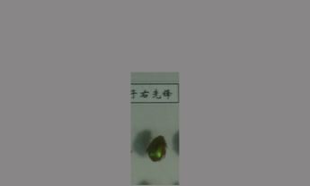 金龟子