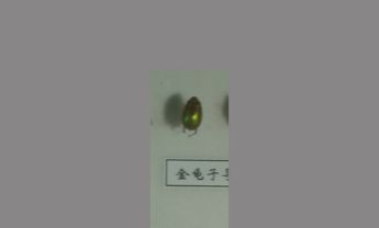 金龟子