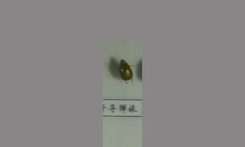 金龟子