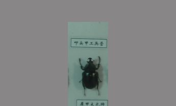 犀甲