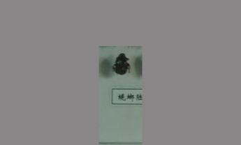 蜣螂