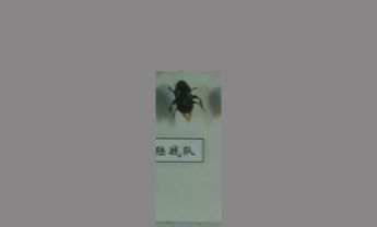 蜣螂