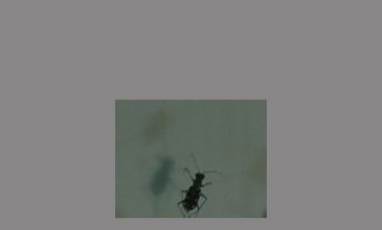 鞘翅目昆虫