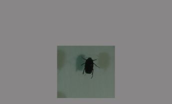 鞘翅目昆虫