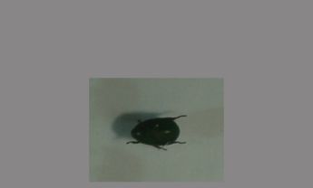 鞘翅目昆虫