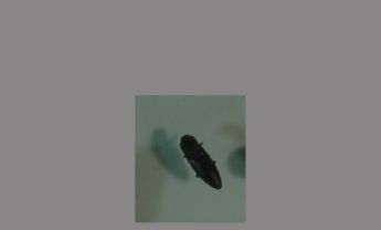 鞘翅目昆虫