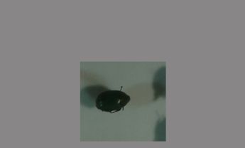 鞘翅目昆虫