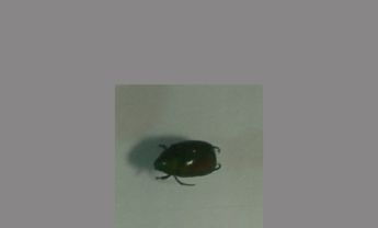 鞘翅目昆虫