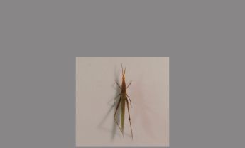 直翅目昆虫
