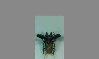 锹甲科昆虫