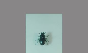 锹甲科昆虫