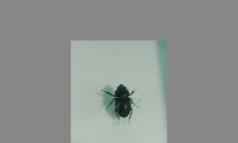 锹甲科昆虫