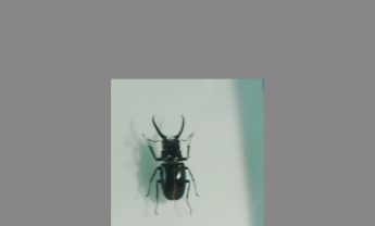 锹甲科昆虫